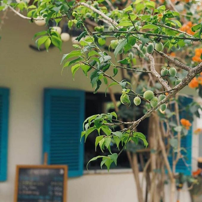The apricot trees in the garden are already bearing fruit. Photo: Tam Nguyen.