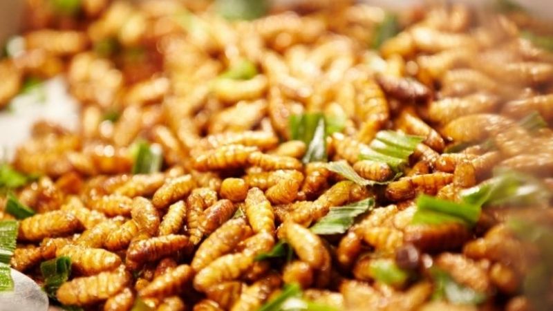 Stir-fried bee pupae with Yen Bai mosquito net