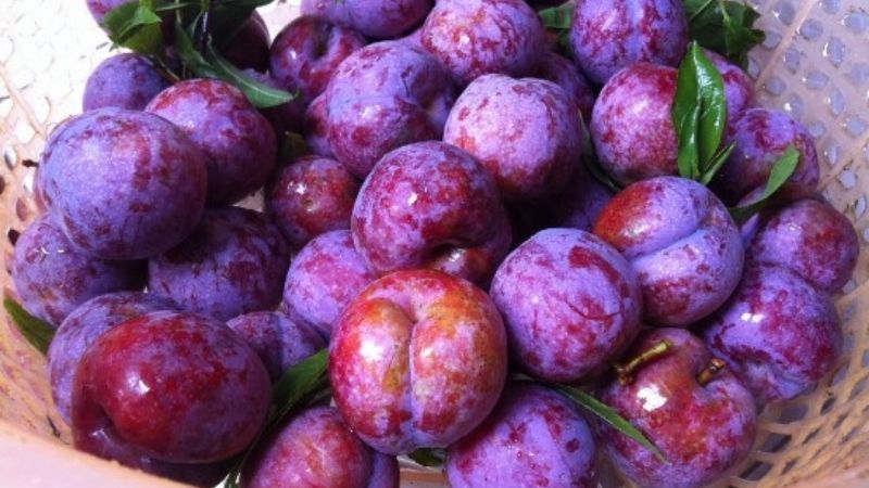 Tam Hoa Plums