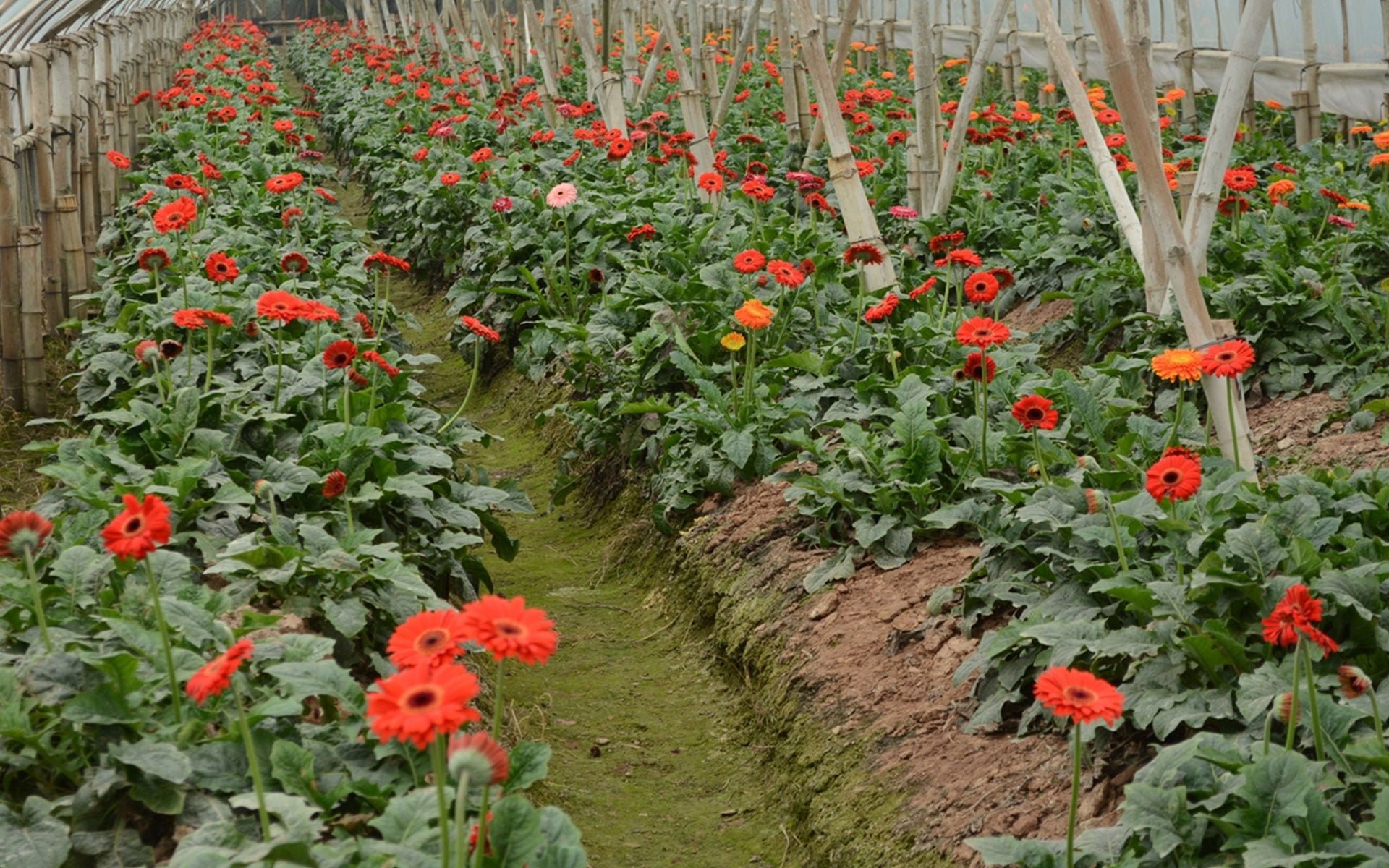 Tay Tuu Flower Village