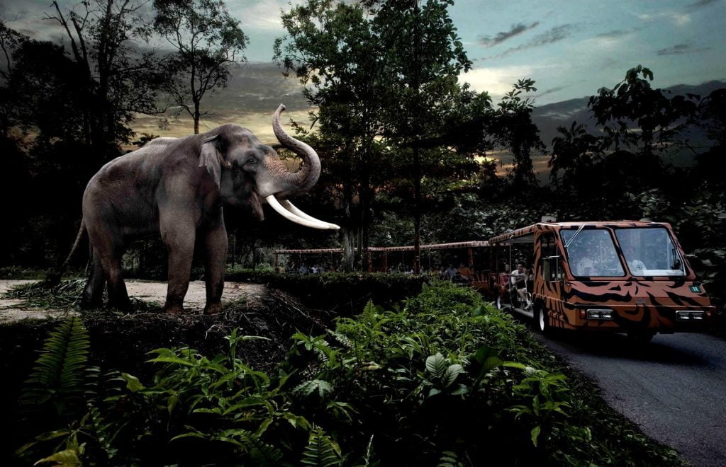 Night Safari