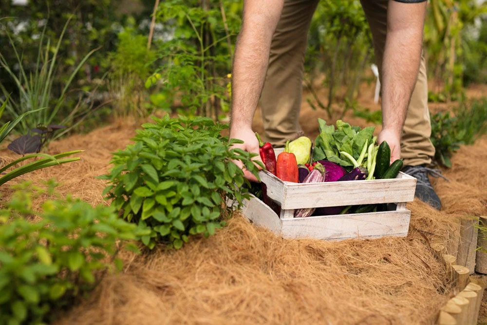 farm-to-table dining